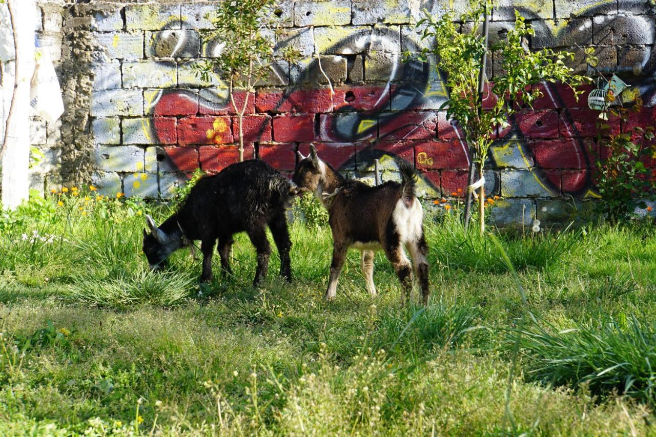 Elbasan Backpacker Hostel Kültér fotó
